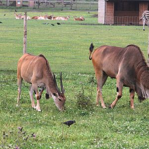 Eland Family 19-7-14