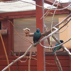 Brahminy Mynah and Blue-eared Glossy Starling