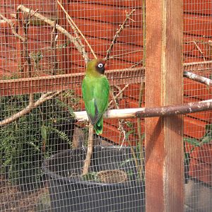 Black-cheeked Lovebird