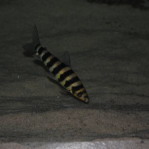 Banded Leporinus
