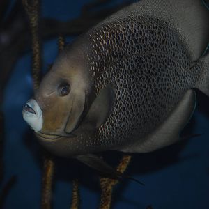 Grey Angelfish