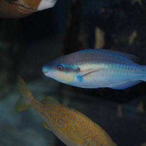 Striped Parrotfish (Scarus iserti)
