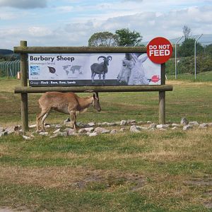 Barbary Sheep and sign