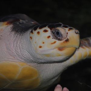 Loggerhead Sea Turtle