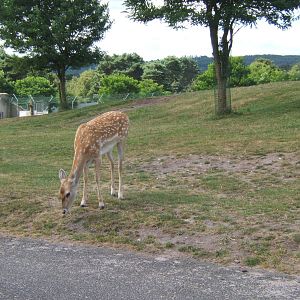 Persian Fallow Deer