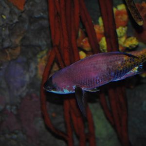 Creole Wrasse