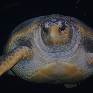 Loggerhead Sea Turtle