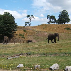 African Elephant`s and calf