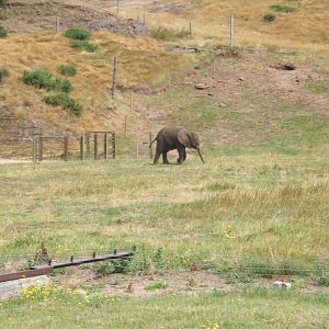 African Elephant calf