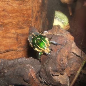 Flamboyant Flower Beetle (Eudicella gralli)