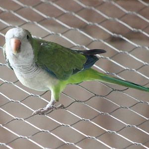 Monk parakeet