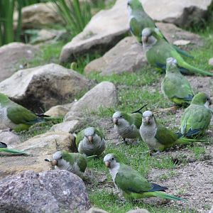 Monk parakeets