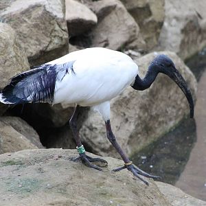 Sacred ibis