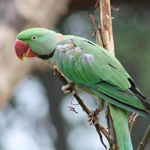 Alexandrine parakeet