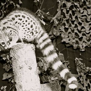 European genet, February 2014