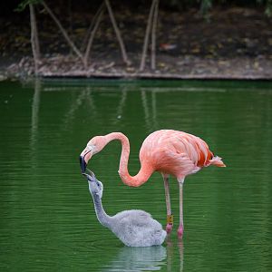American flamingos (feeding chick, wading) : Whipsnade : 01 Aug 2014 (+vide