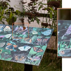 Butterfly identification (the easy way) : Whipsnade : 01 Aug 2014