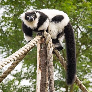 Black-and-white ruffed lemur : Whipsnade : 01 Aug 2014