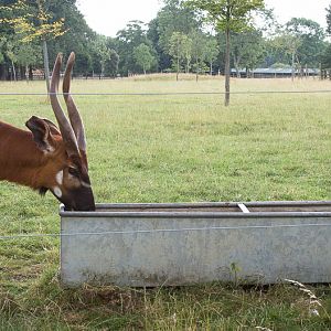 Eastern bongos (drinking) : Whipsnade : 01 Aug 2014