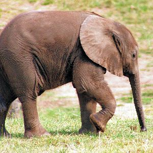Young African elephant; West Midland Safari Park; 29th July 2014