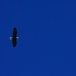 Bald Eagle over Ressurection Bay - Alaska