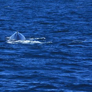 Fin Whales off Kenai Fjords NP - Alaska