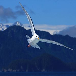Glaucous Winged Gull off Kenai Fjords NP - Alaska