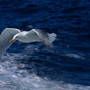 Glaucous Winged Gull off Kenai Fjords NP - Alaska