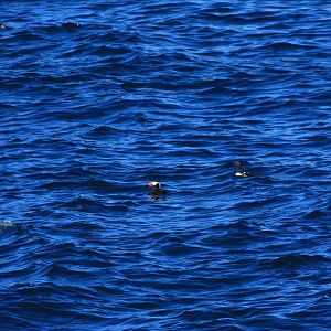 Tufted Puffin and Thick-billed Murrie off Kenai Fjords NP - Alaska