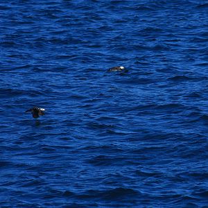 Horned Puffins - Alaska
