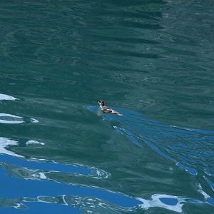 Kittlitz's Murrelet - Alaska