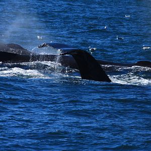Humpback Whales - Alaska