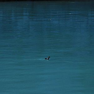 Pigeon Guillemot - Alaska