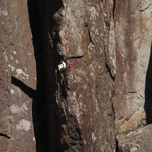 Horned Puffin - Alaska