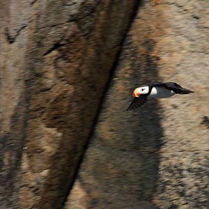 Horned Puffin - Alaska