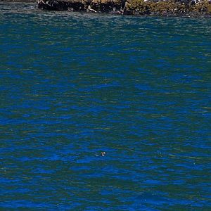 Rhinoceros Auklet - Alaska