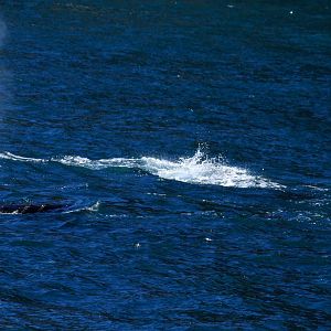 Humpback Whale - Alaska