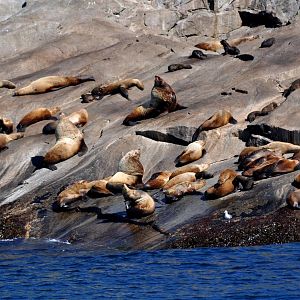 Steller Sea Lions - Alaska
