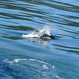 Dall's Porpoises - Alaska
