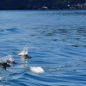 Dall's Porpoises - Alaska
