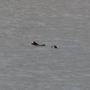 Sea Otter and Pacific Harbor Seal - Alaska