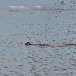 Harbor Seal - Alaska