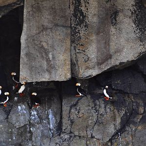 Horned Puffins - Alaska
