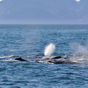 Humpback Whales - Alaska
