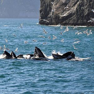 Humpback Whales - Alaska