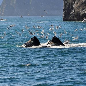 Humpback Whales - Alaska