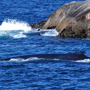 Humpback Whale and Steller Sea Lion - Alaska