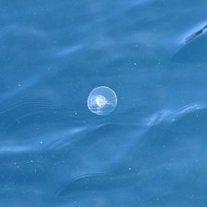 Jellyfish - Alaska