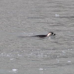 Pacific Harbor Seal - Alaska