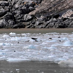 Pacific Harbor Seals - Alaska